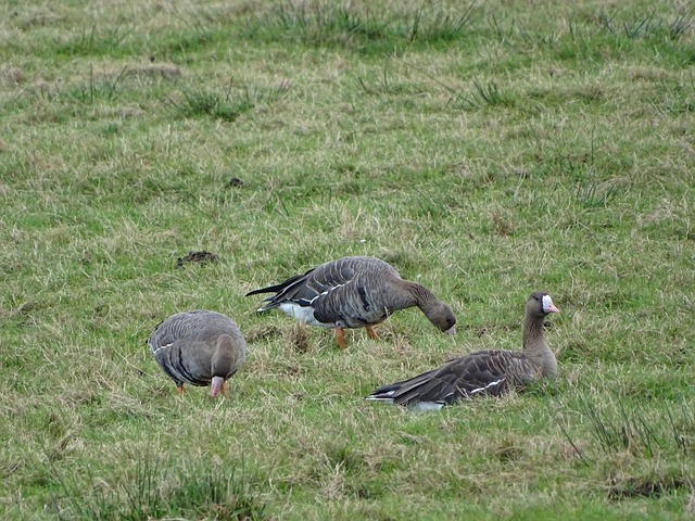 恩凯提亚梅 恩凯提亚梅