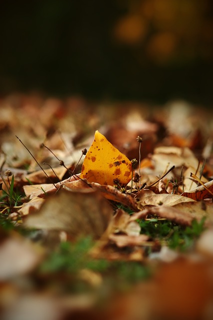 外援数量多 外援数量多